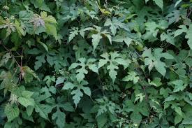 Attēlu rezultāti vaicājumam “Ampelopsis glandulosa var. brevipedunculata”