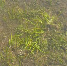 Attēlu rezultāti vaicājumam “Isoetaceae”