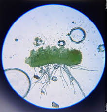 Attēlu rezultāti vaicājumam “Isopaches bicrenatus”