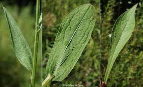 Attēlu rezultāti vaicājumam “Centaurea jacea fruit”