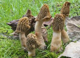 Attēlu rezultāti vaicājumam “Verpa bohemica”