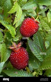 Attēlu rezultāti vaicājumam “Rubus illecebrosus fruit”