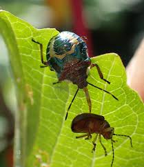 Attēlu rezultāti vaicājumam “Troilus luridus”