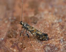 Attēlu rezultāti vaicājumam “Gracillaria syringella”