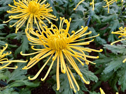 Image result for Chrysanthemum spectabile