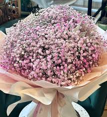 Attēlu rezultāti vaicājumam “Gypsophila paniculata flower”