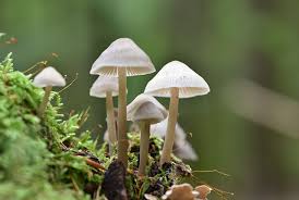 Attēlu rezultāti vaicājumam “Psilocybe sp.”