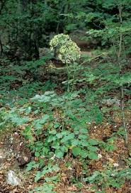 Attēlu rezultāti vaicājumam “Laserpitium latifolium leaf”