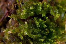 Attēlu rezultāti vaicājumam “Cladopodiella fluitans”