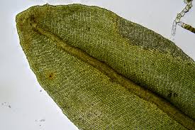 Attēlu rezultāti vaicājumam “Encalypta streptocarpa”