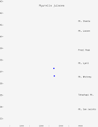 Attēlu rezultāti vaicājumam “Myurella julacea”