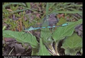 Attēlu rezultāti vaicājumam “Coenagrion hastulatum”