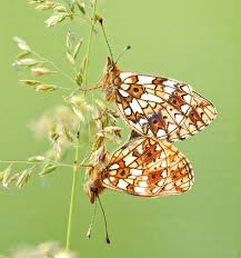 Attēlu rezultāti vaicājumam “Clossiana selene underside”