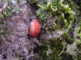 Attēlu rezultāti vaicājumam “Boletales”