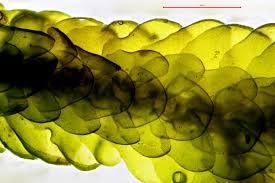 Attēlu rezultāti vaicājumam “Porella platyphylla macro”