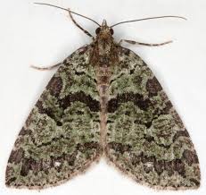 Attēlu rezultāti vaicājumam “Hydriomena furcata”