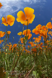 Attēlu rezultāti vaicājumam “Eschscholzia californica flower”