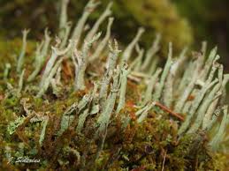 Attēlu rezultāti vaicājumam “Cladonia cornuta”