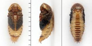 Attēlu rezultāti vaicājumam “Dermestes murinus”