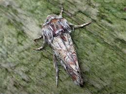 Attēlu rezultāti vaicājumam “Panolis flammea”