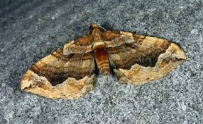 Attēlu rezultāti vaicājumam “Pelurga comitata”