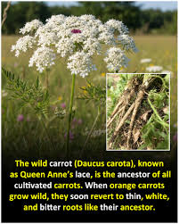 Attēlu rezultāti vaicājumam “Daucus carota subsp. carota fruit”