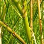 Attēlu rezultāti vaicājumam “Ranunculus flammula fruit”