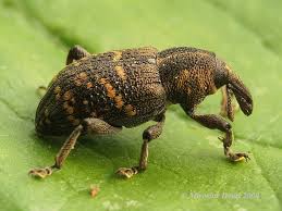 Attēlu rezultāti vaicājumam “Hylobius abietis”