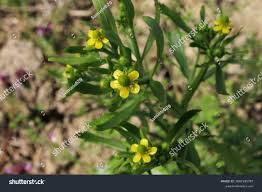 Attēlu rezultāti vaicājumam “Ranunculus sceleratus flower”