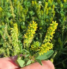 Attēlu rezultāti vaicājumam “Melilotus officinalis”