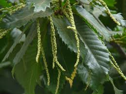 Attēlu rezultāti vaicājumam “Castanea sativa  leaf”