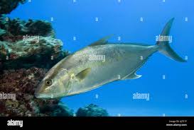 Image result for Seriola rivoliana