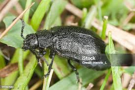 Attēlu rezultāti vaicājumam “Galeruca tanaceti”