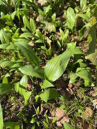 Attēlu rezultāti vaicājumam “Allium ursinum leaf”