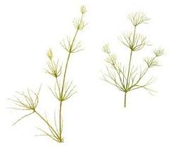 Attēlu rezultāti vaicājumam “Chara rudis”