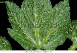 Attēlu rezultāti vaicājumam “Drepanosiphum platanoidis”