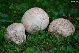 Attēlu rezultāti vaicājumam “Calvatia utriformis”