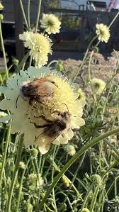 Image result for Scabiosa ochroleuca