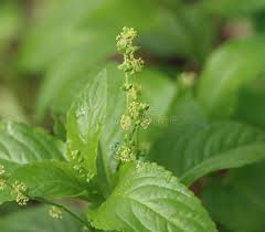 Attēlu rezultāti vaicājumam “Mercurialis perennis bud”