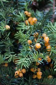 Attēlu rezultāti vaicājumam “Taxus baccata fruit”