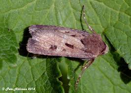 Attēlu rezultāti vaicājumam “Agrotis exclamationis”