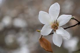Attēlu rezultāti vaicājumam “Magnolia kobus flower”