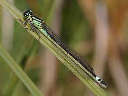Attēlu rezultāti vaicājumam “Coenagrion armatum male”
