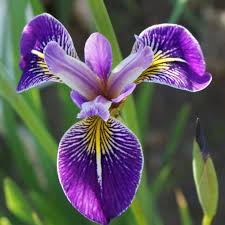 Image result for Iris