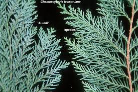 Attēlu rezultāti vaicājumam “Chamaecyparis lawsoniana”