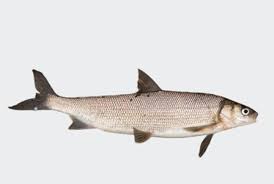 Image result for Coregonus clupeaformis