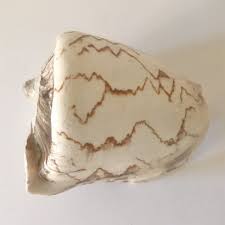 Image result for mountain top seashell