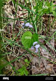 Attēlu rezultāti vaicājumam “Viola epipsila”