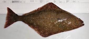 Image result for Hippoglossus hippoglossus