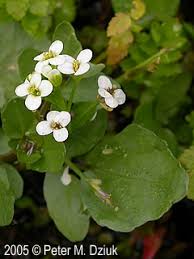 Image result for Rorippa nasturtium-aquaticum